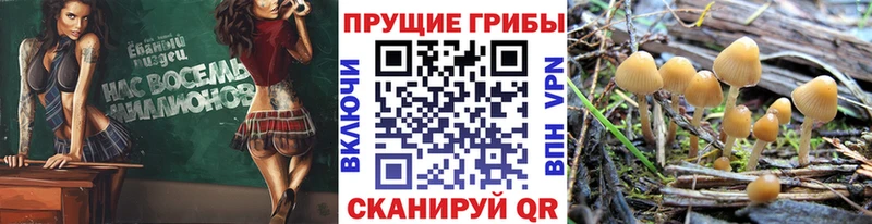 купить наркотики сайты  Плёс  Псилоцибиновые грибы мухоморы 